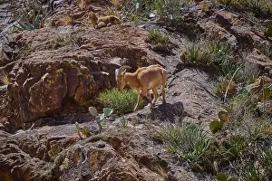 Buck Prints: Barbary Sheep in Big Bend National Park Texas