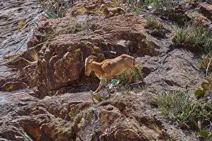 Buck Prints: Barbary Sheep in Big Bend National Park Texas