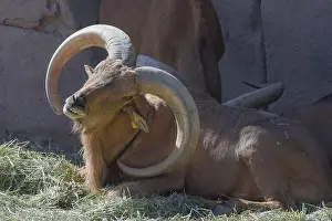 Oman Prints: A Barbary Sheep sitting proudly showing off its impressive horns (Ammotragus lervia)
