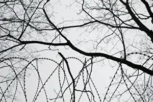 Prohibited Prints: Barbed wire looped with a tree on a background
