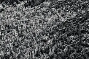 Leafless Prints: Bare trees in a wintry landscape. Aerial view of leafless trees. BW black and white image