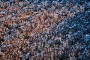 Leafless Prints: Bare trees in a wintry landscape. Aerial view of leafless trees