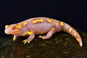 Terrestrial Prints: Bared Fire salamander, Salamandra terrestris albino