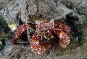 Critter Prints: Bareye Hermit Crab (Dardanus fucosus) in Florida, USA