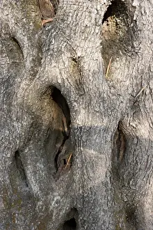 Natural Pattern Prints: Bark of an old olive tree Corfu island Greece