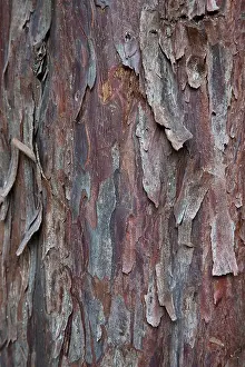 Cellulose Prints: Bark Pacific (Western) Yew tree Taxus brevifolia