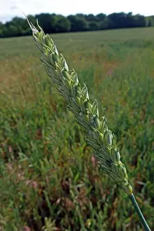 Arable Prints: Barley crop, close to maturity