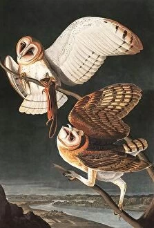 Natural History Collection: Barn Owl, Tyto Alba, 1845