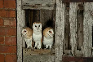 Fledglings Prints: Barn owl (Tyto alba) fledging from a barn