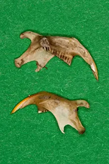 Trace Prints: Barn owl (Tyto alba), lower jaws of mice, undigested food residue from a pellet