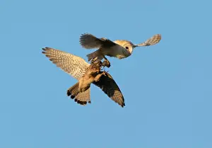 Owls Prints: Barn Owl (Tyto albal) being mobbed by a Kestrel (Falco tinnunculus) for it's prey