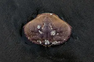 Mollusks Prints: Barnacle-covered crab shell rests on wet, dark sand on Ocean Beach