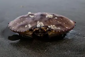 Ocean Beach Prints: Barnacle-covered dead crab rests on wet sand at the water's edge