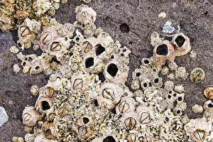 Barnacle Prints: Barnacles and shells encrusted on the rocks by the sea