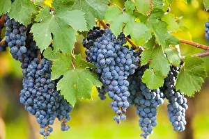 Piedmont Prints: Barolo grapes ripe on the vine at Vendemmia, Barolo, Langhe, Piemonte, Italy