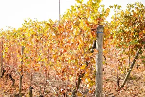 Vineyard Prints: Barolo, Piedmont, Italy: vineyards and landscapes around Barolo and La Morra in autumn warm sunday afternoon