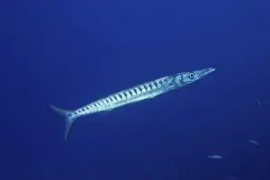 Barracuda Prints: A barracuda (Sphyraena viridensis) swimming in clear blue water