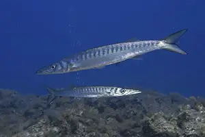 Canaries Prints: Two barracudas (Sphyraena viridensis) swimming side by side in the sea