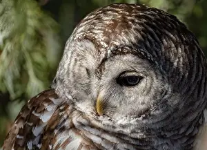 Cedar Tree Prints: Barred owl closeup perched on a branch in winter in Canada