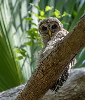 Hawk Prints: Barred owl in Florida