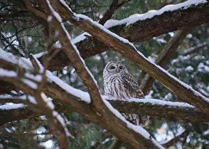 Barred Prints: A Barred Owl is perched on a pine tree branch covered in snow