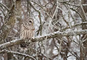 Camoflage Prints: Barred owl perched on snowy tree branch on a winter day