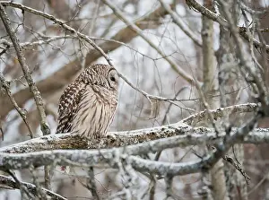 Camoflage Prints: Barred owl perched on snowy tree branch on a winter day