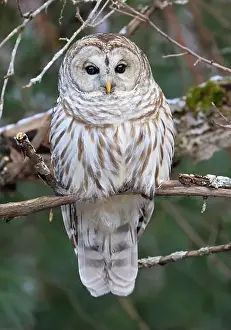 Strigidae Prints: Barred Owl portrait on a tree branch with green background, Quebec, Canada