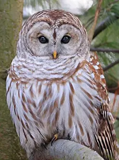 Strigidae Prints: Barred Owl portrait on a tree branch with green background, Quebec, Canada