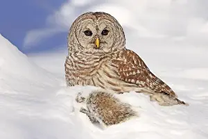 Barred Owl Prints: Barred owl with its prey in the snow, Quebec, Canada
