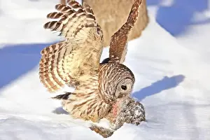 Barred Owl Prints: Barred owl with its prey in the snow, Quebec, Canada