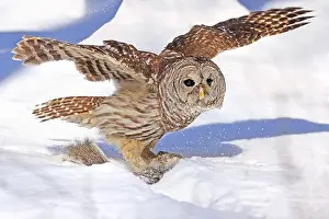 Barred Owl Prints: Barred owl with its prey in the snow, Quebec, Canada