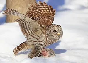 Barred Owl Prints: Barred owl with its prey in the snow, Quebec, Canada