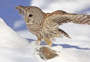 Barred Owl Prints: Barred owl with its prey in the snow, Quebec, Canada