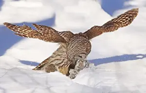 Barred Owl Prints: Barred owl with its prey in the snow, Quebec, Canada