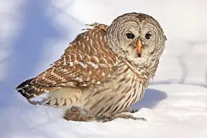 Barred Owl Prints: Barred owl with its prey in the snow, Quebec, Canada