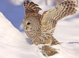 Barred Owl Prints: Barred owl with its prey in the snow, Quebec, Canada