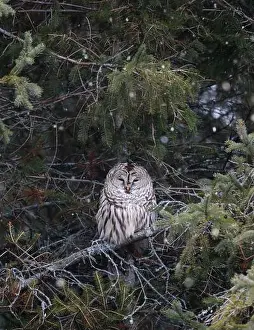 Camoflage Prints: Barred owl resting in branches of evergreen tree on winter day