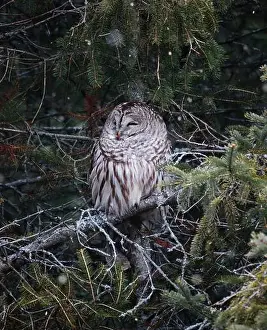 Camoflage Prints: Barred owl resting in branches of evergreen tree on winter day
