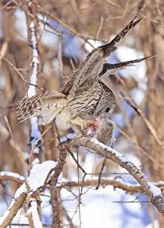 Barred Owl Prints: Barred owl sitting on a branch tree with its prey, Quebec, Canada