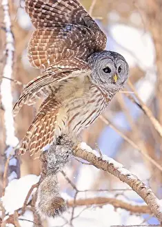 Barred Owl Prints: Barred owl sitting on a branch tree with its prey, Quebec, Canada