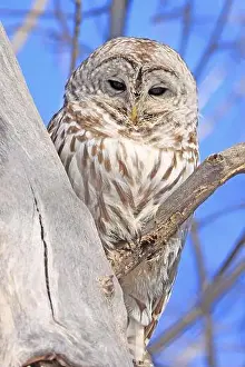Barred Prints: Barred owl sitting on a tree branch, Quebec, Canada