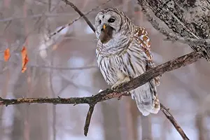 Hoot Owl Prints: Barred Owl standing on a tree branch in the forest holding and eating his prey