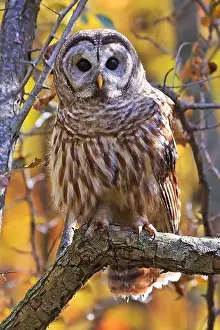 Strigidae Prints: Barred Owl standing on a tree branch with yellow autumn colors background, Quebec, Canada