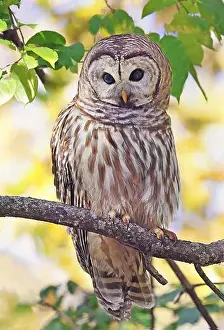 Strigidae Prints: Barred Owl standing on a tree branch with yellow autumn colors background, Quebec, Canada