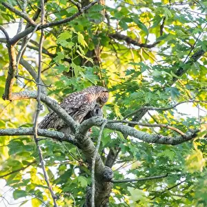 Owlet Prints: A Barred owl (Strix varia) feeding its owlet