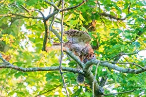 A Barred Owl (Strix varia) feeds her owlet a fish. Chesapeake and Ohio Canal National Historical Park. Maryland. USA