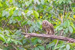 Owlet Prints: A Barred owl (Strix varia) looking for prey