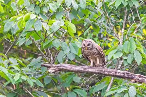 Owlet Prints: A Barred owl (Strix varia) looking for prey