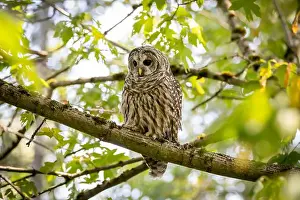 Barred Prints: A barred owl Strix varia looks for prey while pearched on a branch in British Columbia Canada